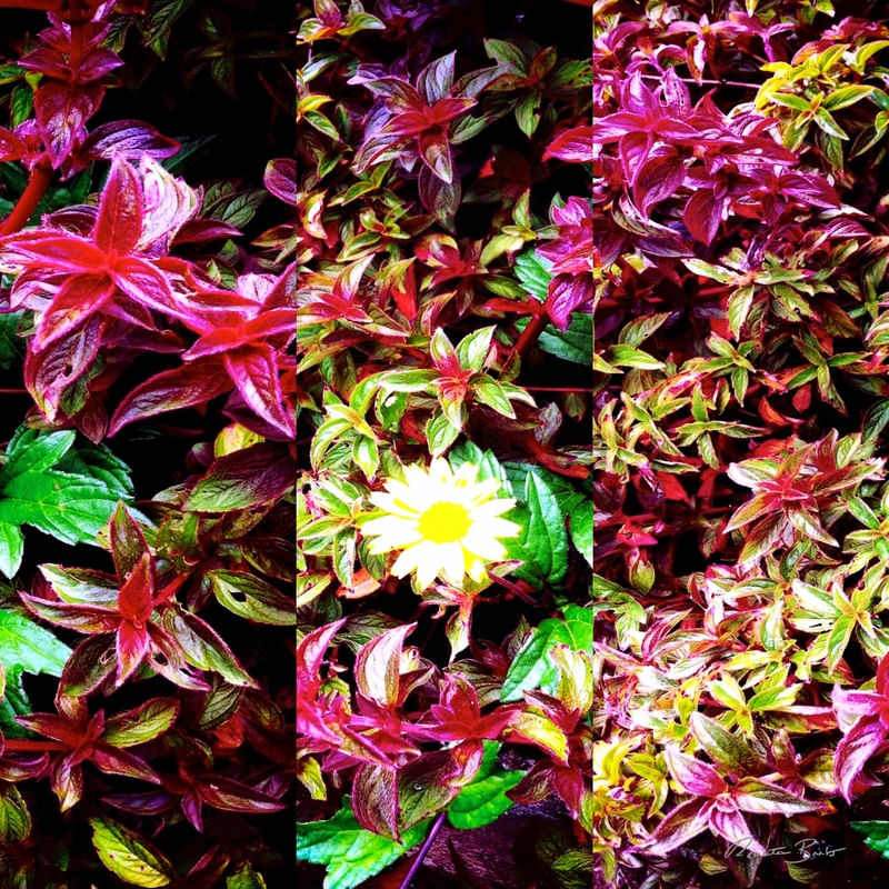 MIX DE FLORES