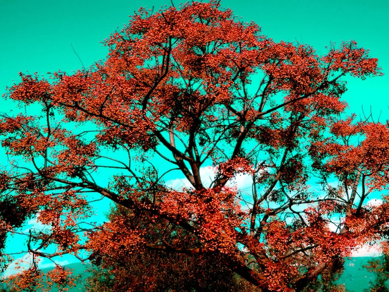 VERDE ROSA