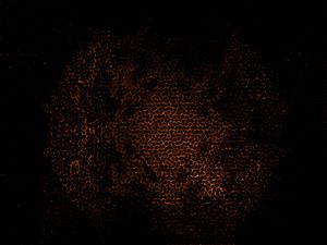 EXPLOSION WEB