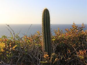CACTO E O MAR