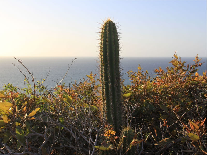 CACTO E O MAR