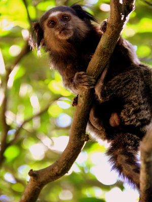 CADA MACACO NO SEU GALHO
