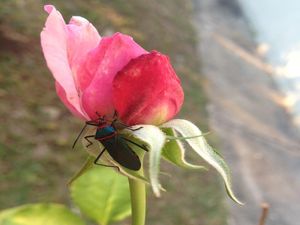 DEIXA ACONTECER NATURALMENTE