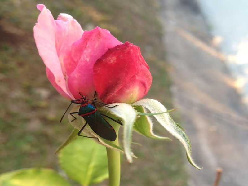 DEIXA ACONTECER NATURALMENTE