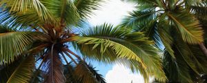 PALMEIRAS - ILHA SAONA - REPÚBLICA DOMINICANA VS1