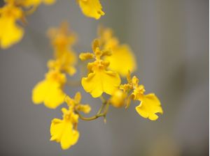 ORQUÍDEAS AMARELAS 1