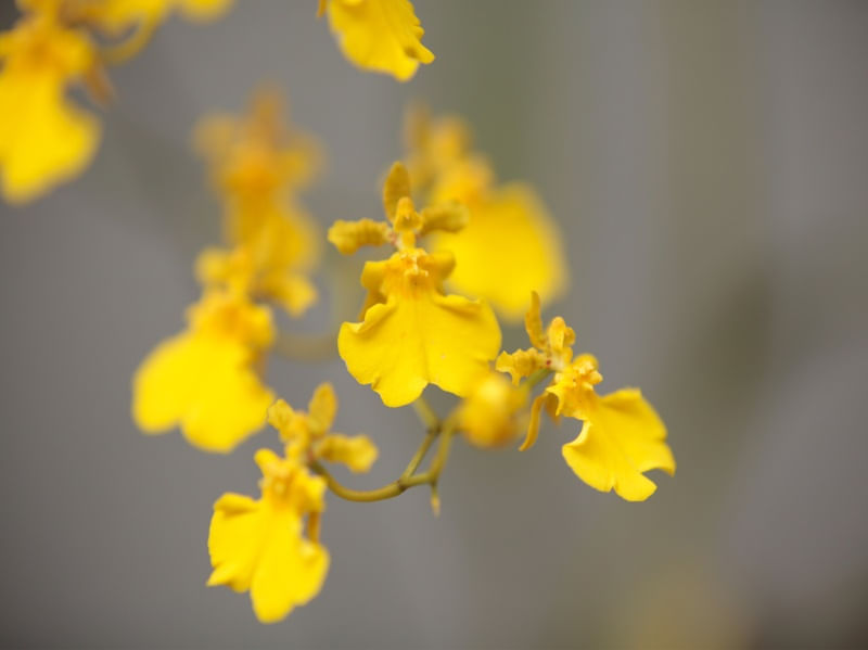 ORQUÍDEAS AMARELAS 1
