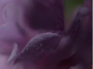 ABSTRACT FLOWER