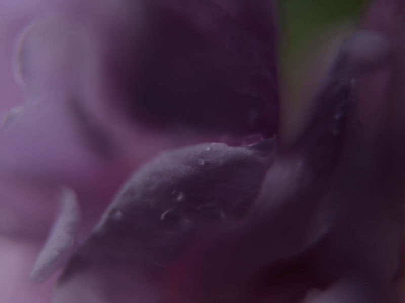 ABSTRACT FLOWER