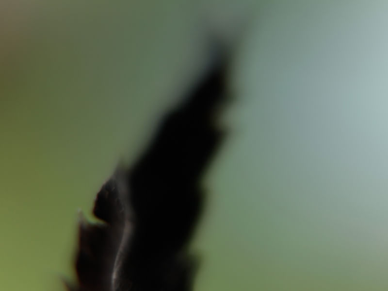 FOLHA ABSTRATA
