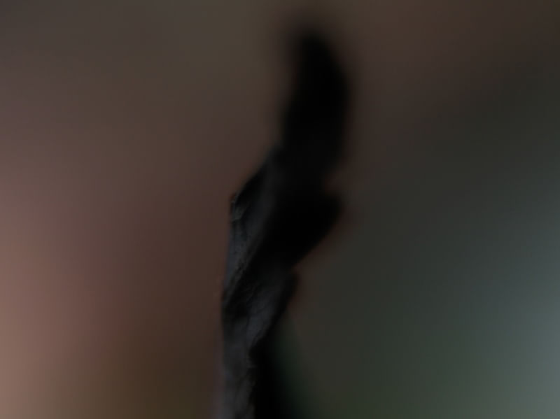 FOLHA SECA ABSTRATA
