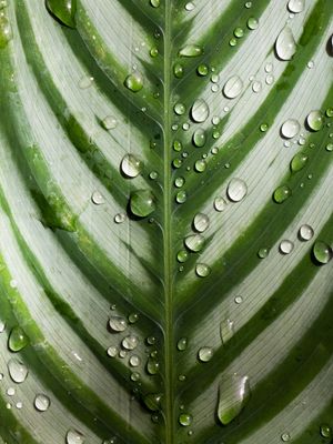 FOLHA COM GOTAS DE ÁGUA - 01 (LEAF WITH WATER DROPS)