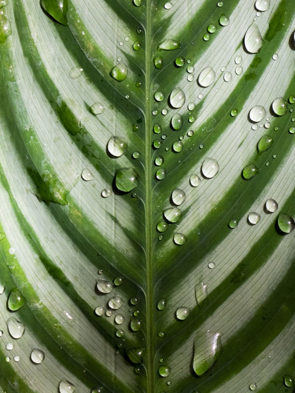 FOLHA COM GOTAS DE ÁGUA - 01 (LEAF WITH WATER DROPS)