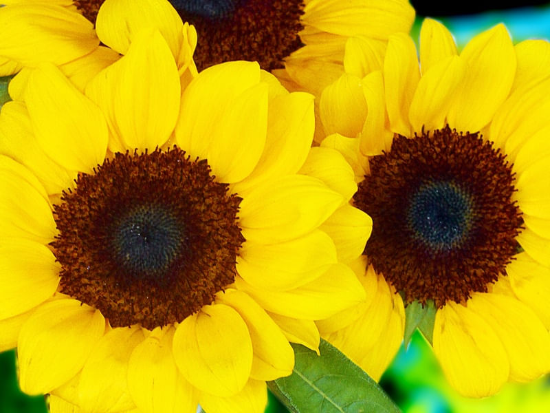 FLOWER YELLOW
