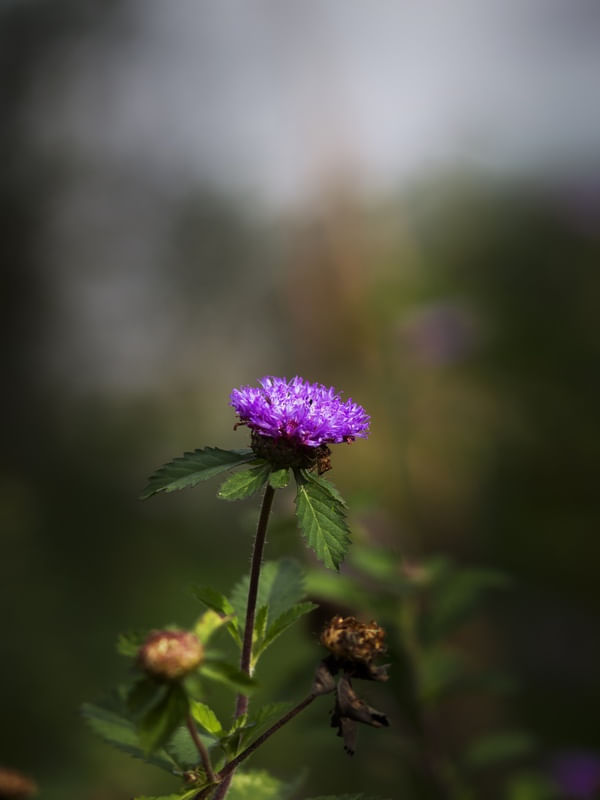 A FLOR QUE EU TE DEI