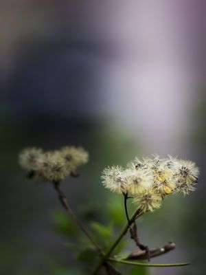 LUZES E FLORES