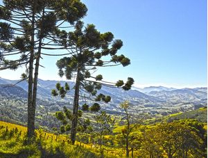 ARAUCÁRIAS E MONTANHAS