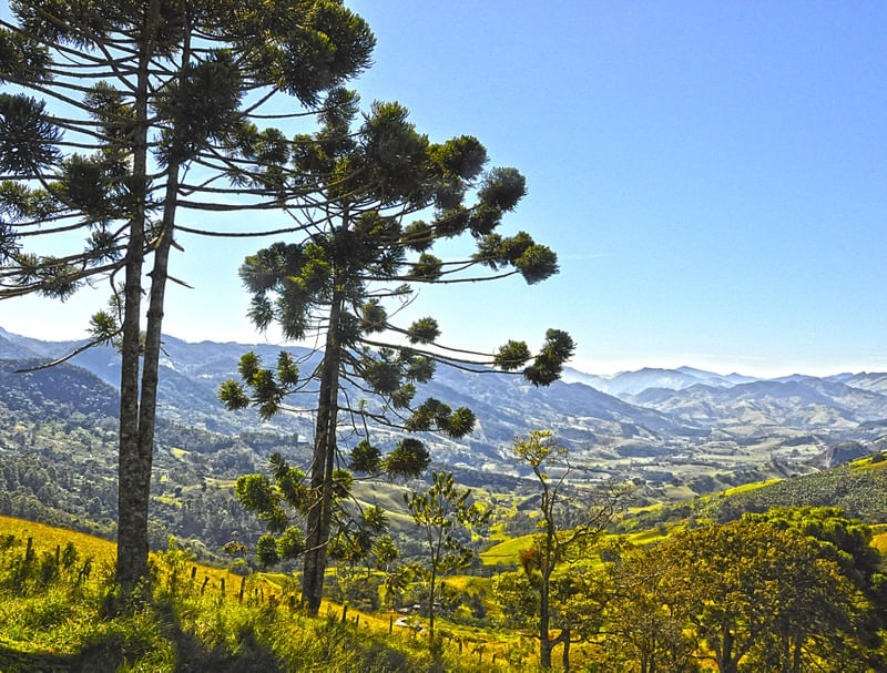 ARAUCÁRIAS E MONTANHAS