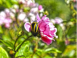 A JOANINHA NA ROSA