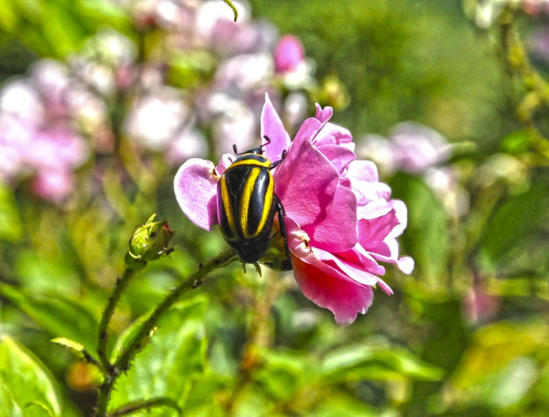 A JOANINHA NA ROSA