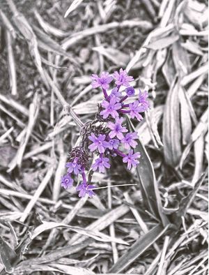 FLORZINHAS LILÁS