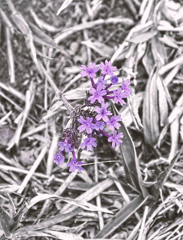 FLORZINHAS LILÁS