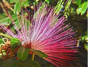 FLOR EXUBERANTE