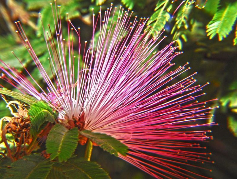 FLOR EXUBERANTE