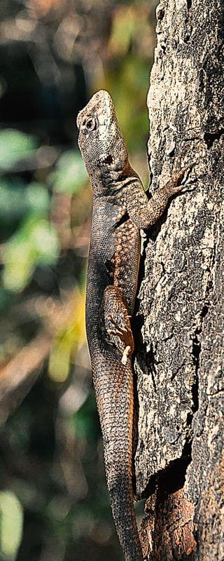 A POSE DO LAGARTO