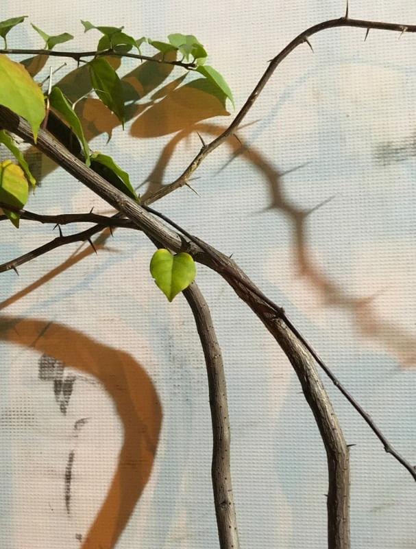 AS FOLHAS E OS ESPINHOS II