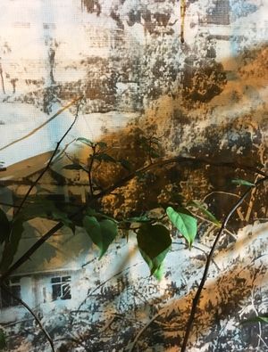 AS FOLHAS E OS ESPINHOS III