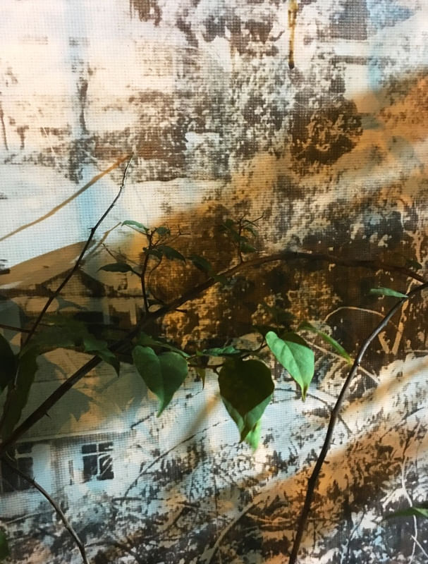 AS FOLHAS E OS ESPINHOS III
