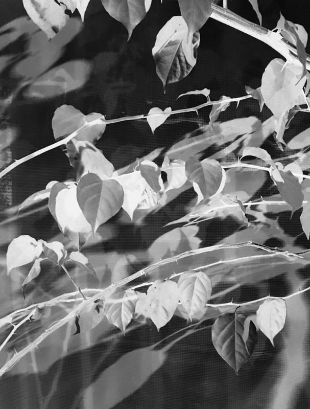 AS FOLHAS E OS ESPINHOS B&W_I