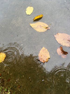 CHUVA NA CALÇADA II