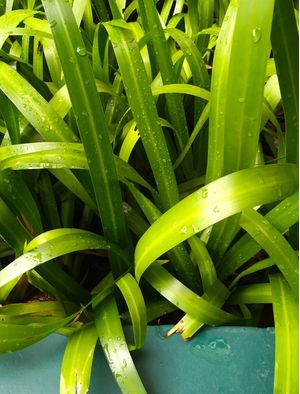VERDE REFRESCANTE