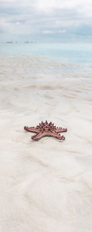 ESTRELA DO MAR DE ZANZIBAR