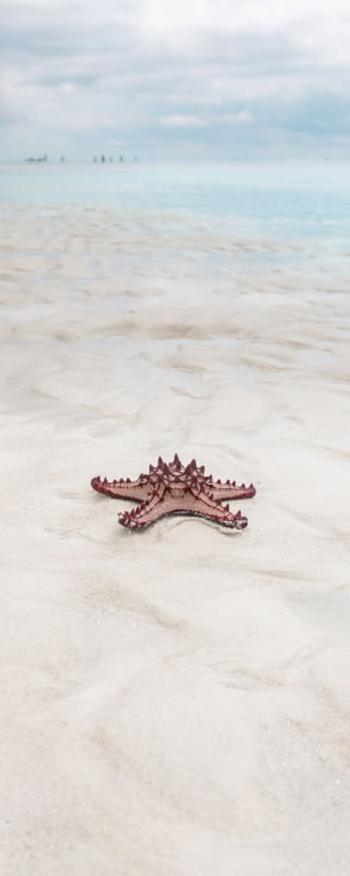 ESTRELA DO MAR DE ZANZIBAR