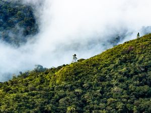 ÁRVORE E AS NUVENS