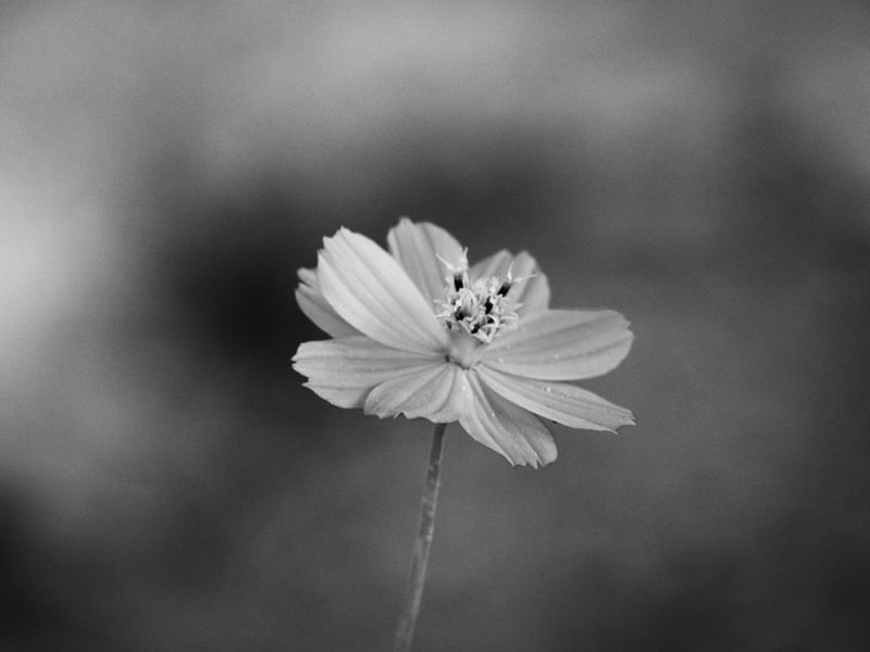 FLOR SOLITÁRIA EM P&B