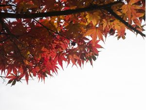 CORES OUTONAIS