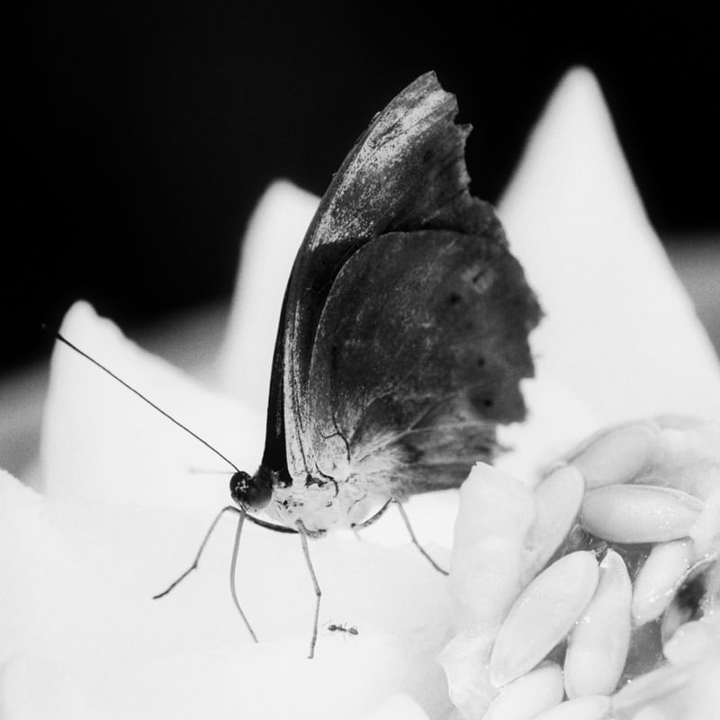 BORBOLETA E MELÃO EM P&B