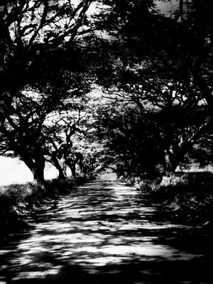 CAMINHO EM CONTRASTE