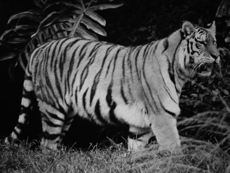 TIGRE EM P&B