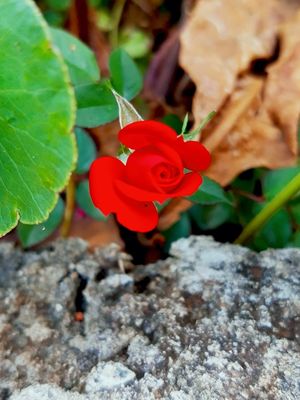 LITTLE RED ROSE