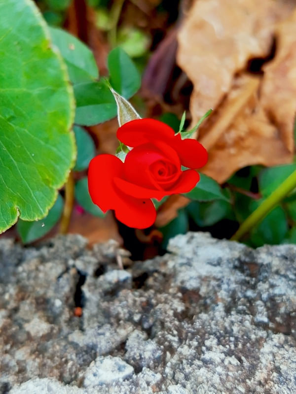 LITTLE RED ROSE