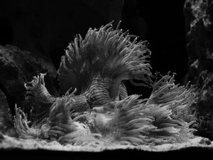 ANÊMONAS E CORAL