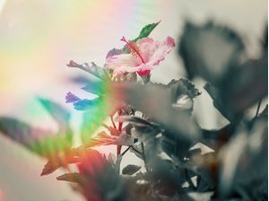 FLOR DE LIZ
