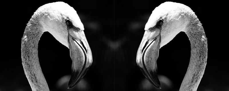 DOIS FLAMINGOS