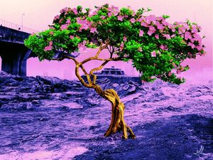TREE IN THE DESERT