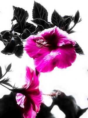 PINK BLACK FLOWER
